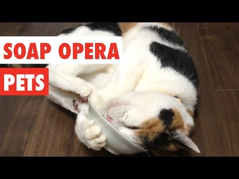 Soap Opera Pets | Funny Pet Video Dramatic Compilation 2017 - UCPIvT-zcQl2H0vabdXJGcpg
