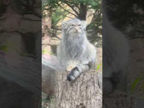 那須どうぶつ王国で見られるマヌルネコ・ナゴムくんの魅力と最新の様子 サムネイル