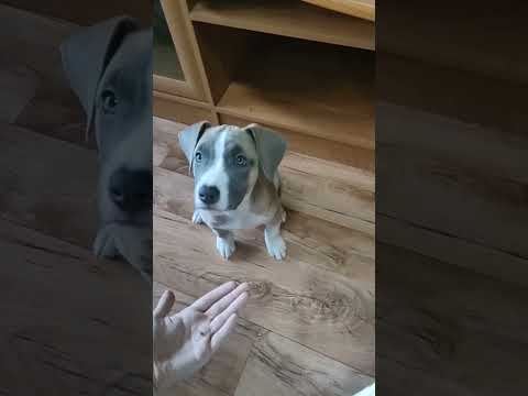 Amstaff#Rokki#учимся ждать команду можно