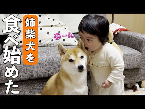 柴犬のことが大好き過ぎて遂に食べ始めた1歳児