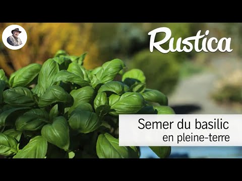 Semer le basilic en pleine terre