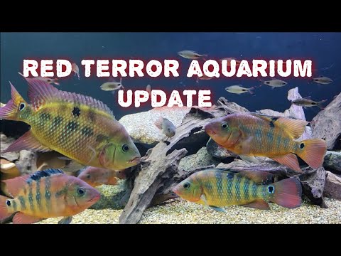 Red terror cichlid, Festae aquarium update.