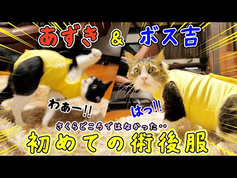 愛猫あずきに術後服を着せてみたらまさかのさくら越え‼そこでハーネス慣れしているボス吉にお手本を見せてもらうと‥