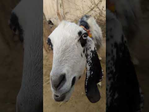 Funny Goat | Goat vlog | Home Goat #viral #vlog #home
