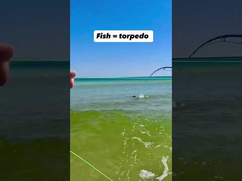 Shallow water torpedo! #fishing #Insta360 #insta360goultra @insta360 @choonaclothing