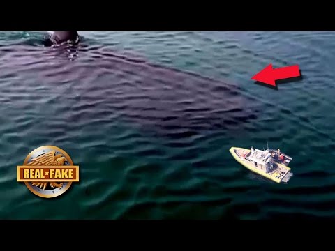 90 FT MEGALODON CAUGHT ON TAPE - real or fake? - UCrp8aFu6VjkZAY9Hhj6IrXA