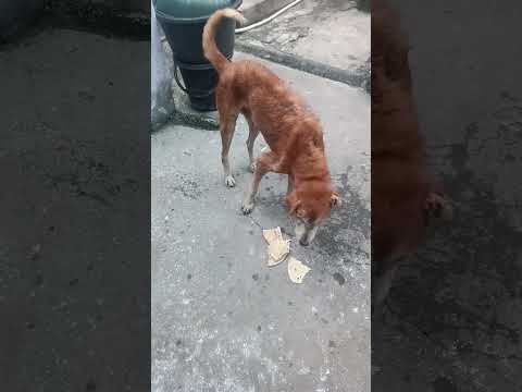 bezubaan ki jaan  😢😔 #dog #jaan #petshub #dogshorts #shorts #ytshorts