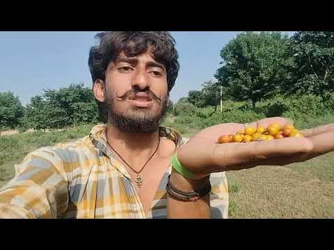 दोस्तों झाड़ियां के बेर खाने हो तो आ सकते हो हम बेर खाने गए हैं पहाड़ के पास## वायरल विडियो #