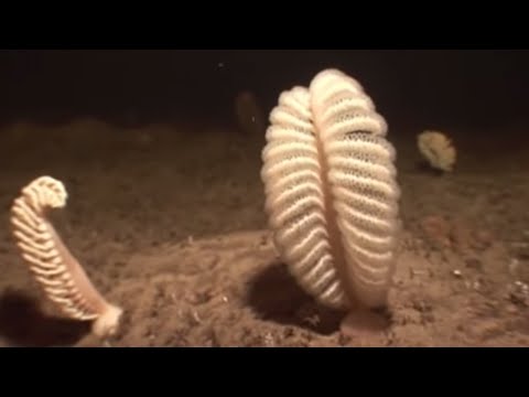 Colony of sea pens - Oceans - BBC - UCwmZiChSryoWQCZMIQezgTg