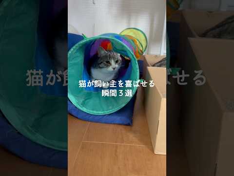 猫の動画サムネイル - 猫が飼い主を喜ばせる瞬間3選 #猫 #ねこ #猫のいる暮らし #ねこのいる生活 #猫動画 #保護猫 #猫好きさんと繋がりたい #猫のいる生活 #猫好き #ねこ動画 VOICEVOX:ずんだもん