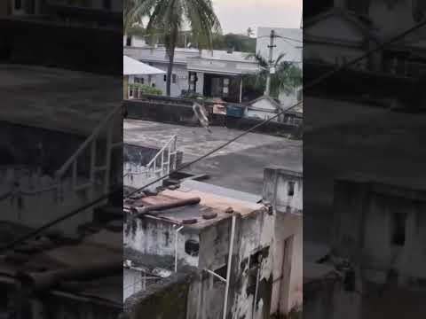 বাঁদরের বাঁদরামি 🤪😂 #shorts #funny #comedy