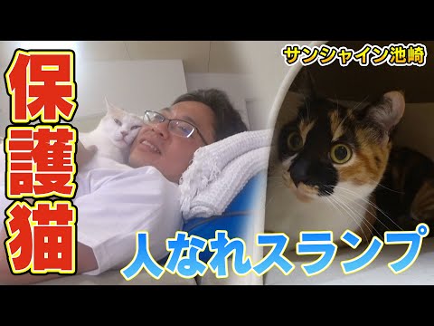 【保護猫ブルボン】サンシャイン池崎さんが人なれスランプになった新入りブルボンを・・・