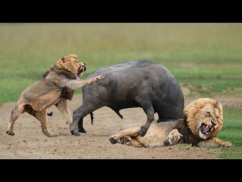 Lion Attack Animals , Buffalo , Zebra - The Lion's Hunt Is Captured In Every Moment Of The Camera