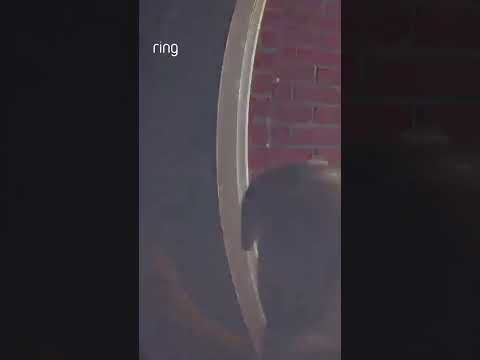 Kota Rings Doorbell To Let His Owners Know He Is Home!