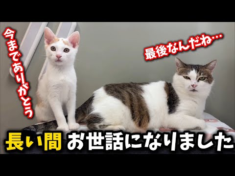 猫の動画サムネイル - 子猫と過ごす最後の一日…明日お別れです