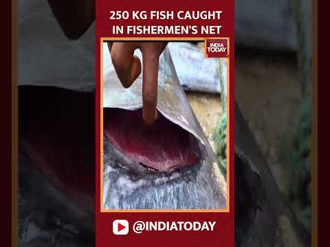 A 250-kg-fish caught in fishermen's net | India Today