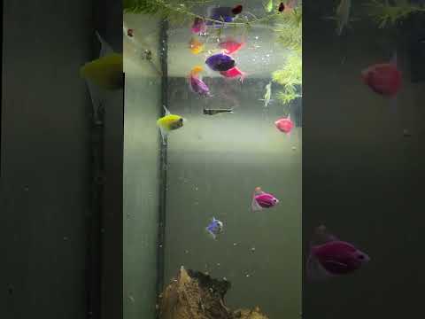 Aquarium fish