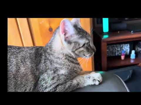 MY NEWEST FAMILY ADOPTION