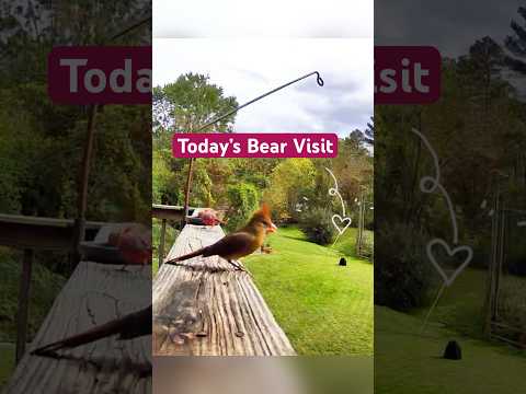 Today’s Bear Visit