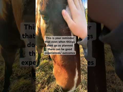 I got to ride reesie for fix a test on Saturday #equestrianjourney #equestrian #dressage