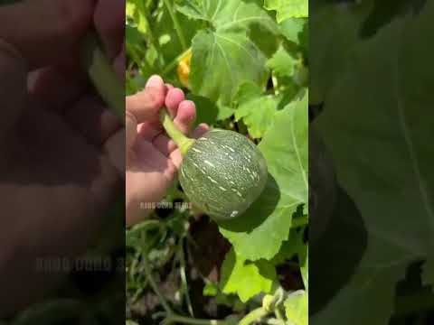 Bí tròn ăn non - Rạng Đông seeds #hatgiongrangdong #rangdongseeds