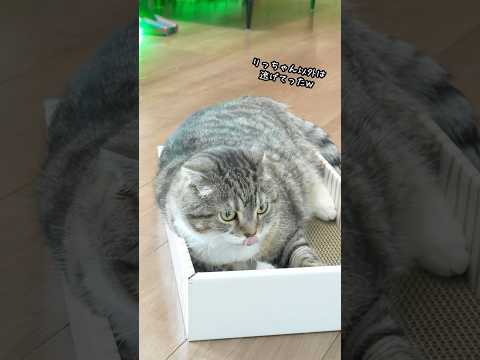 猫の動画サムネイル - ヒカキンさんを見に行ったらとんでもねぇブツが手に入ってりっちゃんも納得の後頭部🤣🤣🤣
