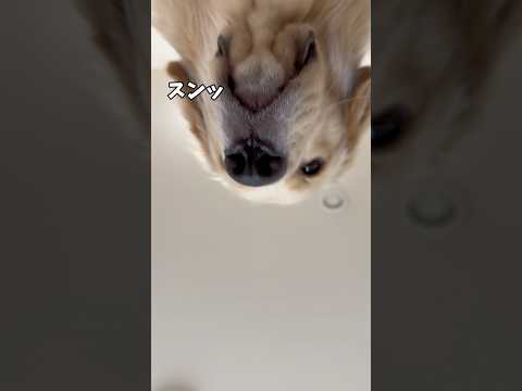 犬の動画サムネイル - 寝転んでるといつも頭上から圧を感じます🤣#ゴールデンレトリバー#ゴールデンレトリバーのいる生活 #大型犬のいる暮らし #ゴルパピ麹 #おにゅこじハウス#goldenretriever
