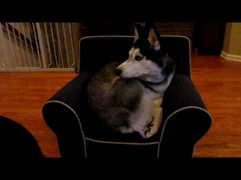 Mishka says Meow - Dog Talking