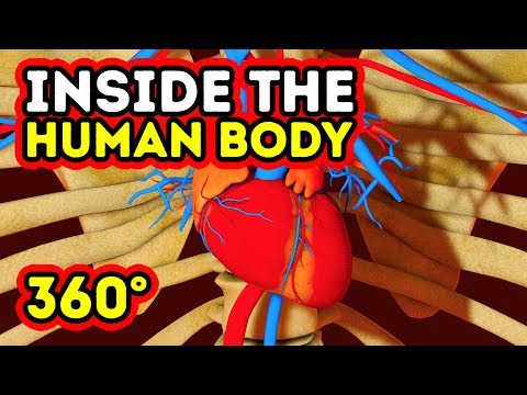 WHAT HAPPENS INSIDE YOUR BODY? || 360 VR - UC4rlAVgAK0SGk-yTfe48Qpw