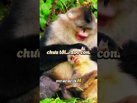 BÍ MẬT Về Con Vật Sắp Biến Mất Mãi Mãi