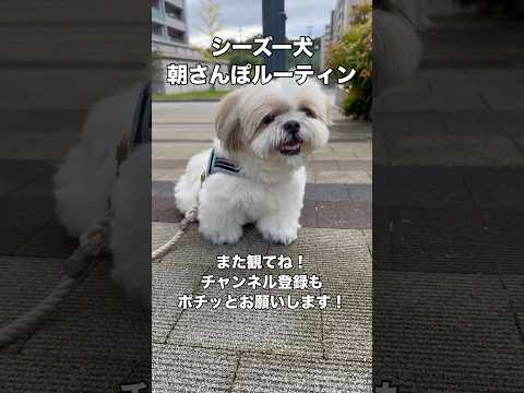 【シーズー】朝んぽルーティン(2025.10.13) #シーズー #shihtzu #はに丸 #dog #癒し #かわいい #愛犬 #かわいい