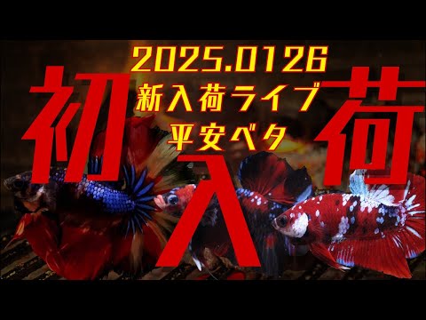 今年初入荷！今年初タイ！そして今年初入荷ライブ！掲載期間2月1日迄！今年も宜しくお願い致します！