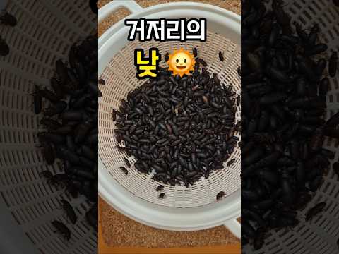 거저리는 야행성 일까요?? #제발돼라 #거저리 #밀웜 #곤충 #채집 #곤충키우기