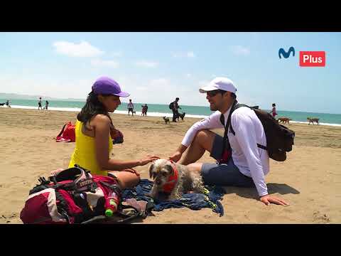 Patas y Garras - Paseo Canino Parte 3 - UCKc2cPD5SO_Z2g5UfA_5HKg