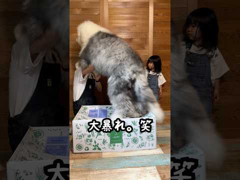 【大興奮】愛犬たちにとあるプレゼントしたらママが襲われちゃいましたwww｜グレートピレニーズ&オールドイングリッシュシープドッグ&トイプードル