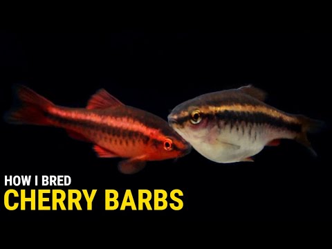 How I Bred Cherry Barbs at Home Want to breed yourself an innumerable swarm of small red fish? Try Cherry Barbs. In this video I'll 