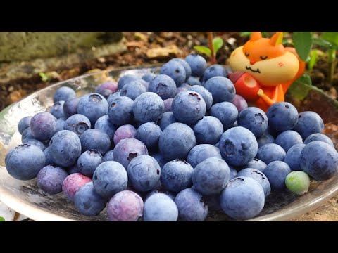 ブルーベリーの実を収穫しました【2025年7月上旬】｜Coris cooking