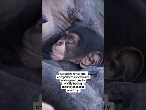 Chester zoo