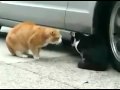 Cat Betrayed his Girlfriend