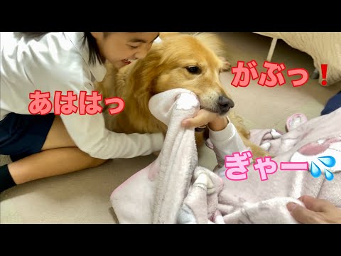 隠れる姉に遠慮なく噛み付く愛犬と大ウケする無慈悲な妹【ゴールデンレトリバーとミニチュアダックスフンド】