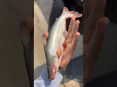 Viral Ho Gayi Ye Fish – Dekho Kyu 🎣😍 !! #fish #fishing #facts #fishyfacts #fishtips