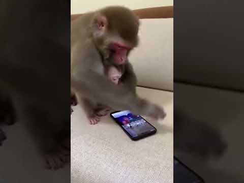 Protect your kids #brainrot #monkey #funny #animal