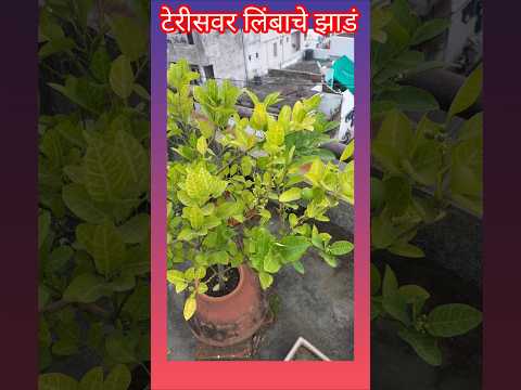टेरिसवर लिंबाचे झाडं #shorts #ytshorts #trending #short #youtubeshorts #youtube.