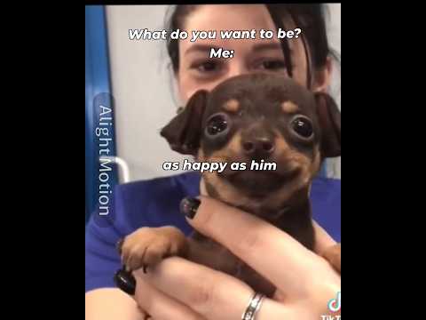 smiling dawg // Happy