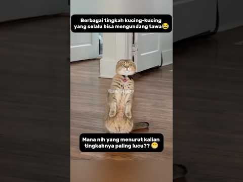 Tingkah lucu kucing gak pernah ada habisnya😂#shorts #kucing #kucinglucu #catlovers