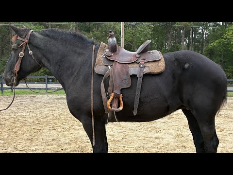 Percheron mare riding