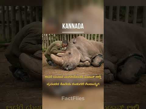 ಬಿಳಿ ಘೇಂಡಾಮೃಗ#endangered #whitrhino #rhinoceros #sudan #saveenimals #save #information #kannada