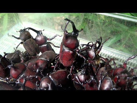 カブトムシの獲り方講座。カブトムシなんていくらでも簡単に獲れる