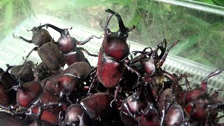 動画サムネイル