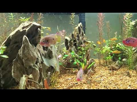 40 breeder aquarium design 